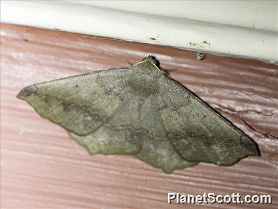 Geometer Moth (Prochoerodes forficaria)