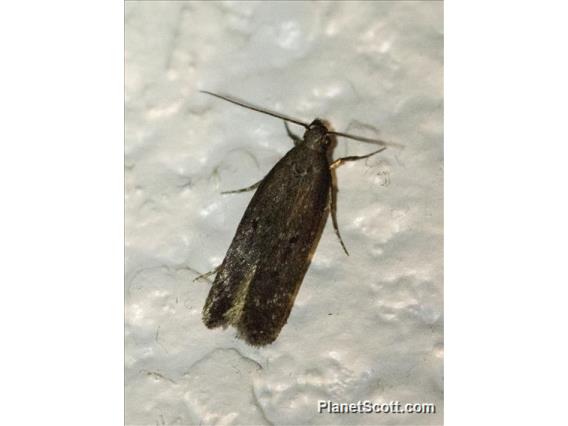 Brown House Moth (Hofmannophila pseudospretella)