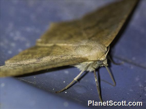 Omnivorous Looper (Sabulodes aegrotata)