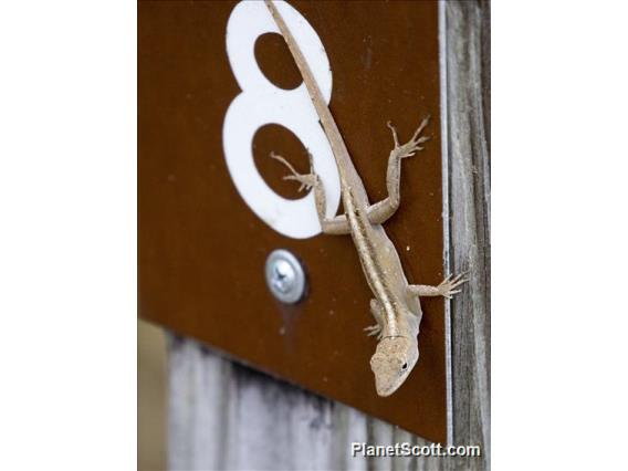 Brown Anole (Anolis sagrei)