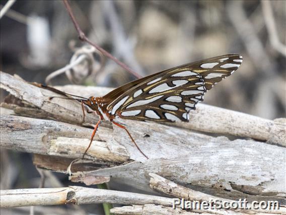 Gulf Fritillary (Dione vanillae)