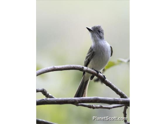 La Sagra's Flycatcher (Myiarchus sagrae)