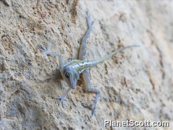 West Cuban Anole (Anolis bartschi)