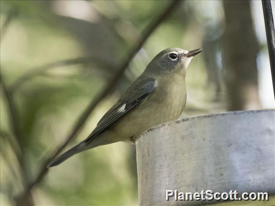 Black-throated Blue Warbler (Setophaga caerulescens) - Female