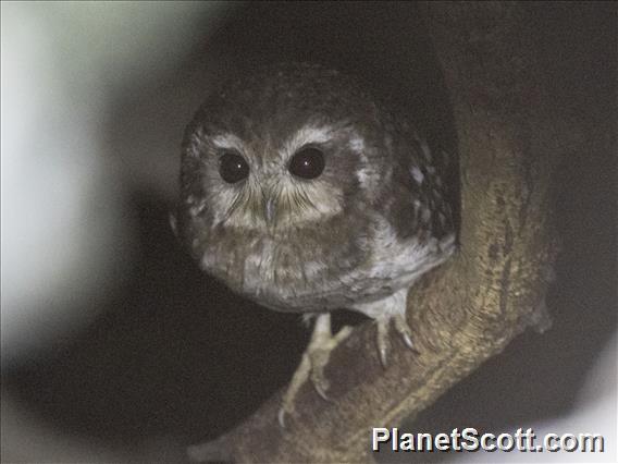 Bare-legged Owl (Margarobyas lawrencii)