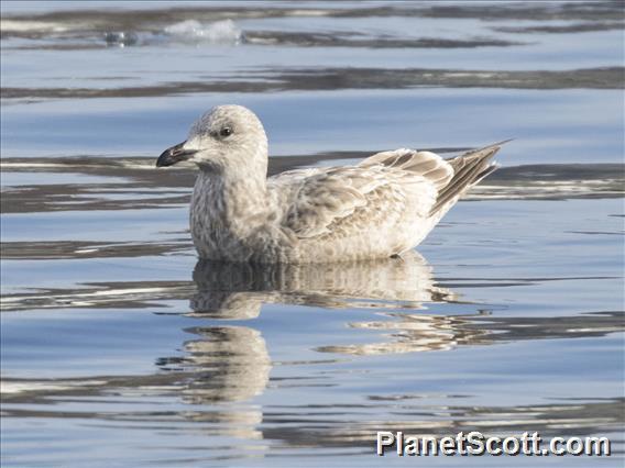 Vega Gull (Larus vegae) - 1st Winter