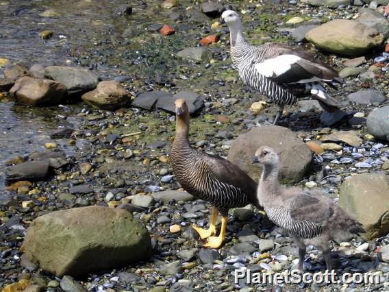 Upland Geese, Tierra Del Fuego