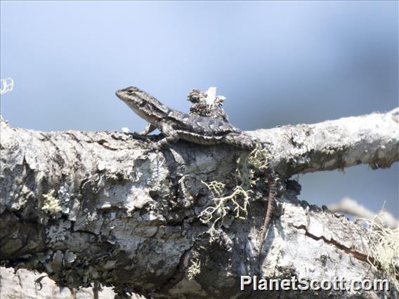 Longtail Spiny Lizard (Sceloporus siniferus)