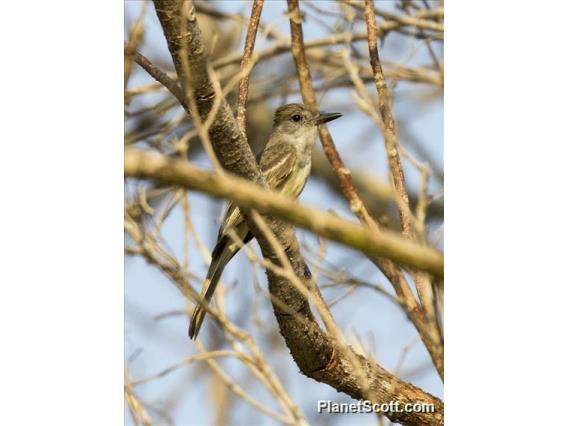 Brown-crested Flycatcher (Myiarchus tyrannulus)