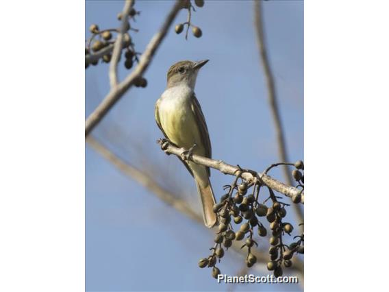 Nutting's Flycatcher (Myiarchus nuttingi)