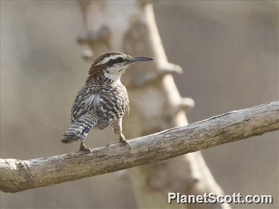 Rufous-naped Wren (Campylorhynchus rufinucha)