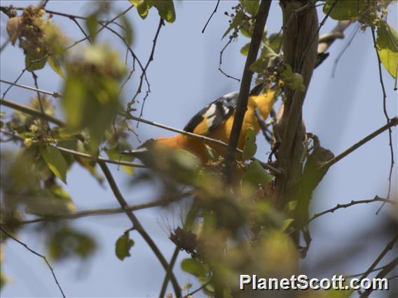 Spot-breasted Oriole (Icterus pectoralis)