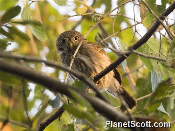 Ferruginous Pygmy-Owl (Glaucidium brasilianum)