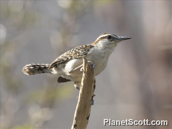 Rufous-naped Wren (Campylorhynchus rufinucha)