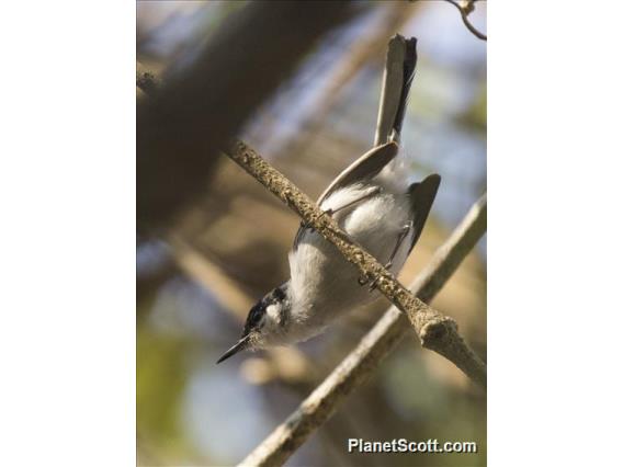 White-lored Gnatcatcher (Polioptila albiloris) - Male