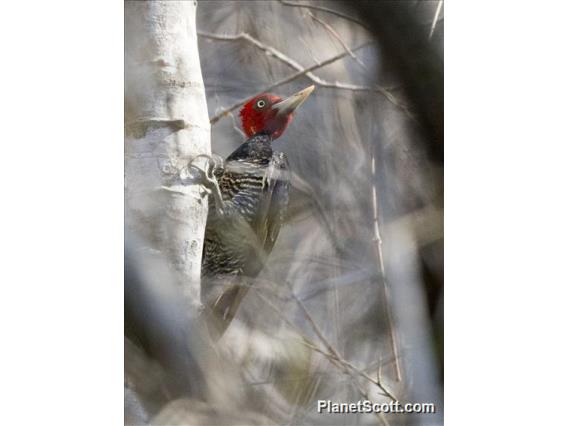 Pale-billed Woodpecker (Campephilus guatemalensis)