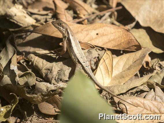 Longtail Spiny Lizard (Sceloporus siniferus)