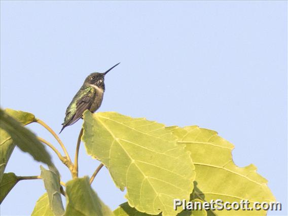 Ruby-throated Hummingbird (Archilochus colubris)