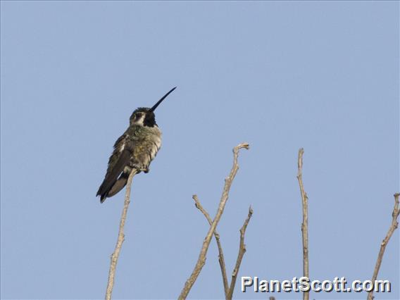 Long-billed Starthroat (Heliomaster longirostris)