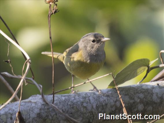 MacGillivray's Warbler (Geothlypis tolmiei)