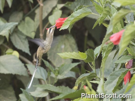 Mexican Hermit (Phaethornis mexicanus)