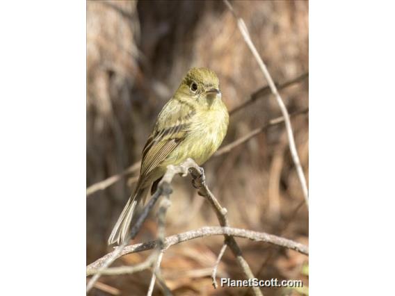 Western Flycatcher (Empidonax difficilis)