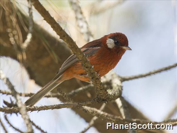 Red Warbler (Cardellina rubra)