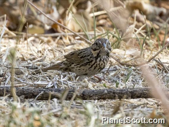 Savannah Sparrow (Passerculus sandwichensis) - Grayish Morph