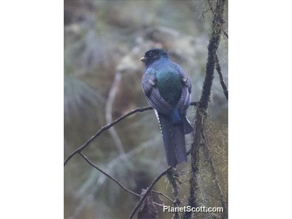 Mountain Trogon (Trogon mexicanus)