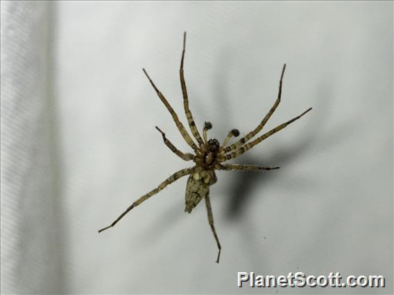 Wall Spider (Oecobius sp)