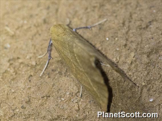 Tiger Moth (Erebidae sp)