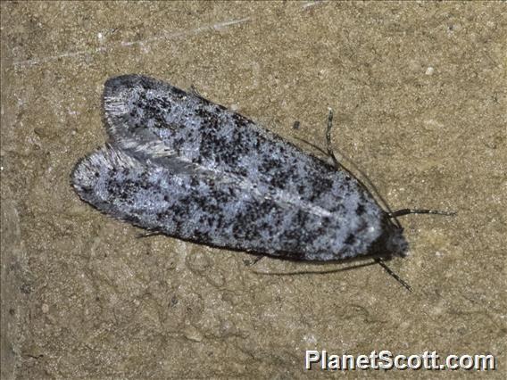 Tiger Moth (Erebidae sp)