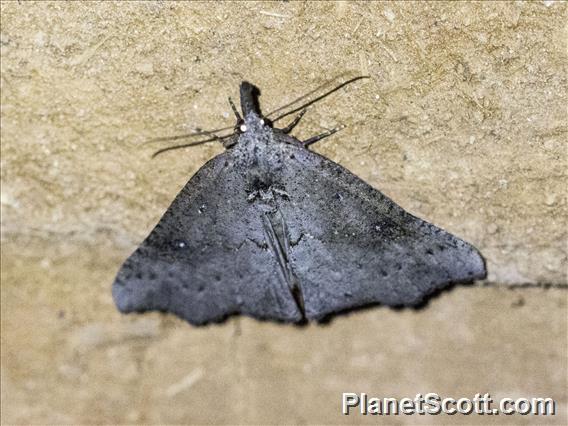 Hypenine Snout Moth (Hypeninae sp)