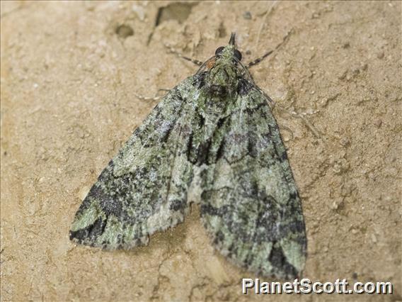 Geometer Moth (Ennominae sp)