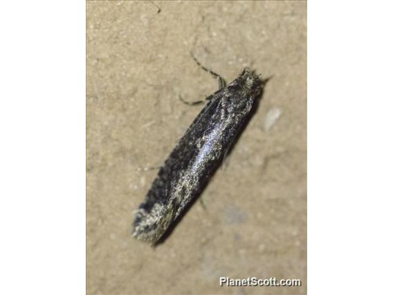 Underwing Moth (Erebidae sp)