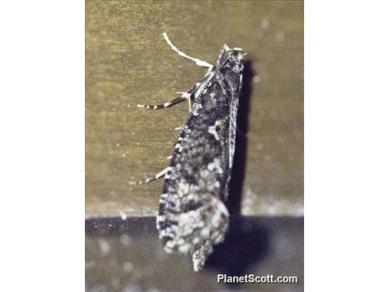 Burrowing Webworm Moth (Acrolophinae sp)