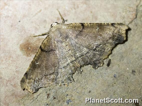 Geometer Moth (Geometridae sp)