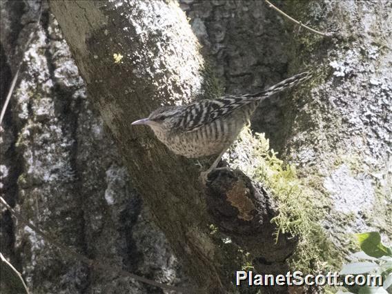 Gray-barred Wren (Campylorhynchus megalopterus)