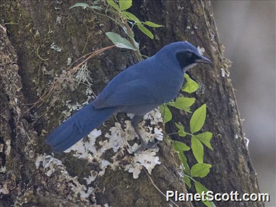 Dwarf Jay (Cyanolyca nanus)