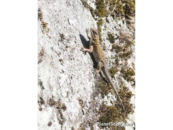 Eastern Spiny Lizard (Sceloporus spinosus)