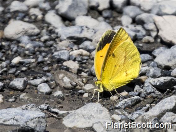 Sleepy Orange (Abaeis nicippe)