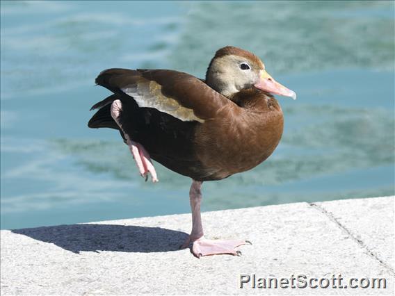 Black-bellied Whistling-Duck (Dendrocygna autumnalis)