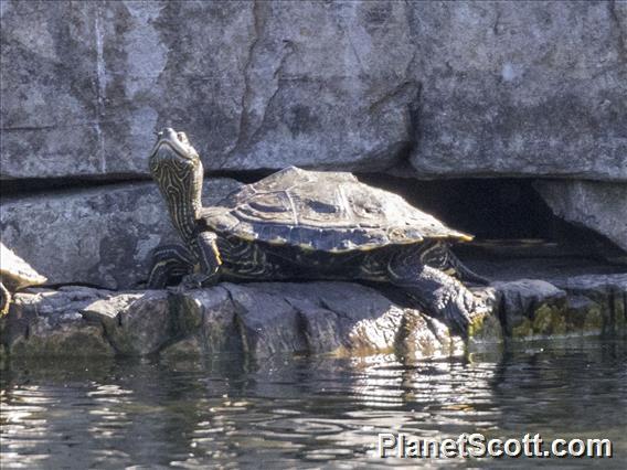 Rio Grande Cooter (Pseudemys gorzugi)