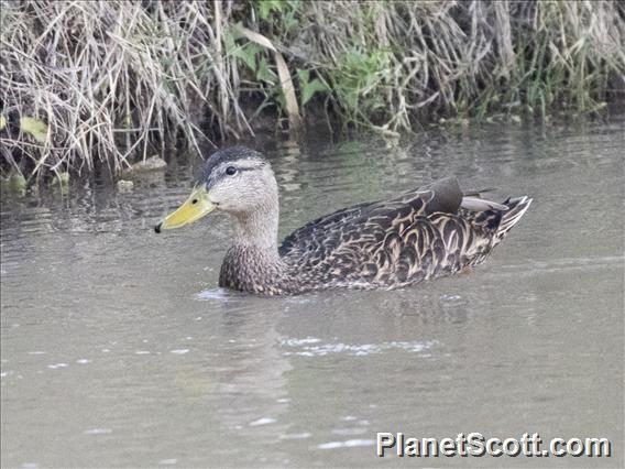 Mexican Duck (Anas diazi) - Male