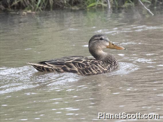 Mexican Duck (Anas diazi) - Female