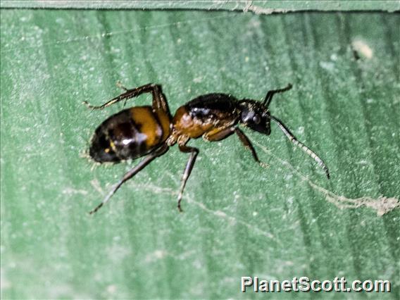 Bicolored Carpenter Ant (Camponotus vicinus)