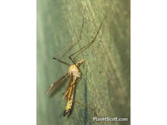 Crane Fly (Phoroctenia vittata)