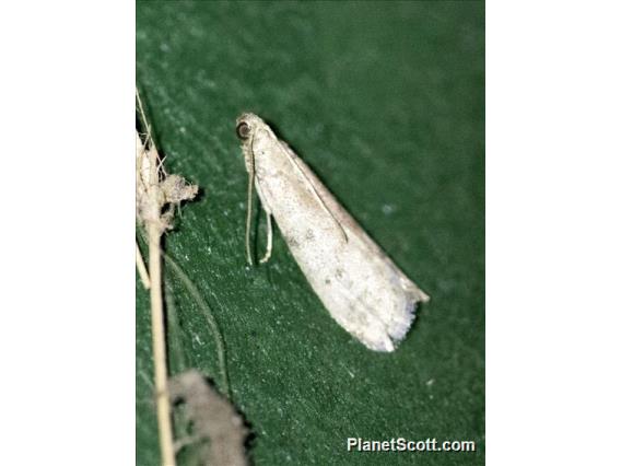 Diamondback Moth (Plutella xylostella)