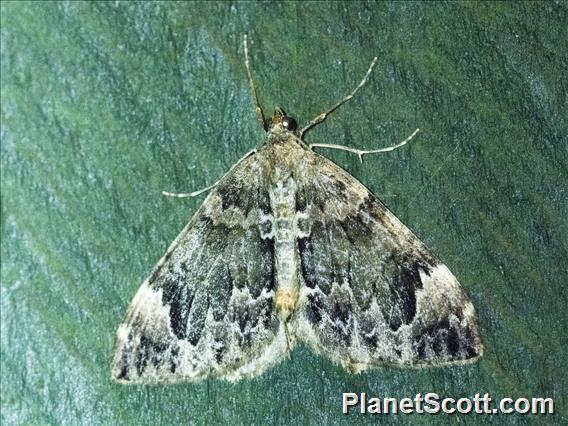 Carpet Moth (Dysstroma sp)