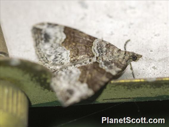 Carpet Moth (Geometera sp_93)